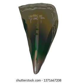 Illustration of the pen shell