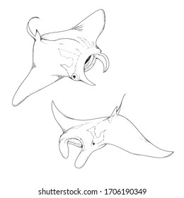 illustration pencil style of underwater life manta ray fly in the ocean