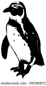 illustration of a penguin on white background