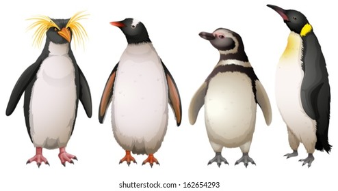 Illustration of the Penguins on a white background