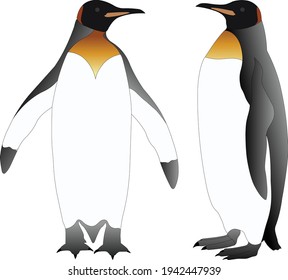 Illustration of penguins vector design