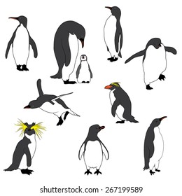 Illustration of the Penguins. Vector Image