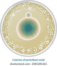 Illustration of penicillin mold colonies in a dish
