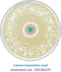 Illustration of penicillium mold colonies in a dish