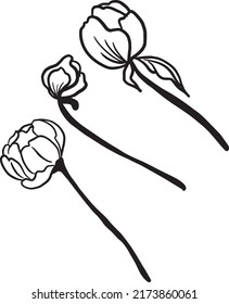 Illustration with peony flower isolated on white background. Hand drawn line art ink and peonies in graphic style. Feminine tattoo sketch, spring floral blooming, black and white