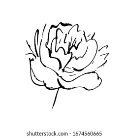 Illustration of a peony. Ink drawing.