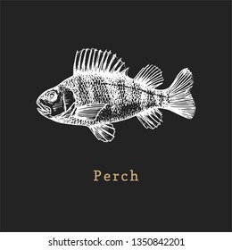 Illustration of perch on black background. Fish sketch in vector. Drawn seafood in engraving style. Used for canning jar sticker, shop label etc.