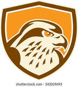 Illustration of a peregrine falcon hawk eagle bird head looking to side set inside shield on isolated background done in retro style. 