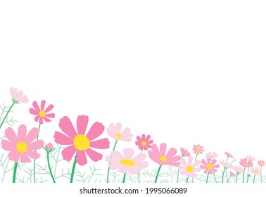 Illustration of a perspective landscape with lots of cosmos in bloom. Vector illustration.