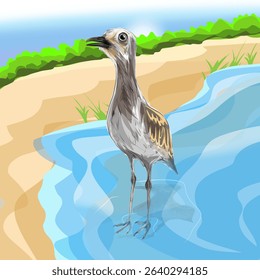 illustration of Peruvian thick-knee bird in a puddle with natural background (Hesperos Burhinus superciliaris)