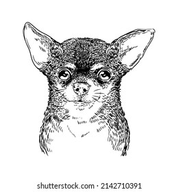 illustration pet animal dog portrait chihuahua