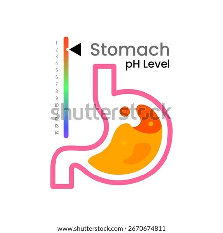 illustration of pH scale with colorful gradient from red to purple and human stomach icon filled with liquid. stomach acidity, alkaline, acid levels, digestive system concept for infographic