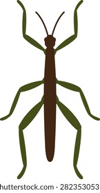 Illustration of a phasmatodea stick insect isolated on white background with walking stick phasmatodea wildlife entomology