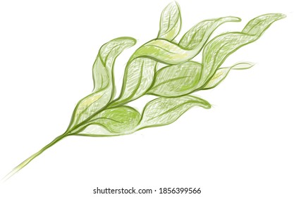 Illustration of Phlebodium Aureum or Golden Serpent Fern Leaf on White Background.

