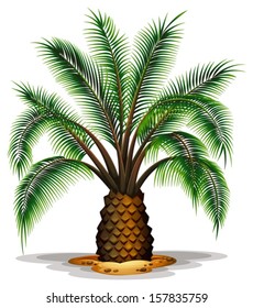 Illustration of the Phoenix canariensis on a white background