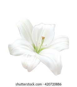 Illustration Photo-realistic Beautiful White Lily Isolated On White Background - Vector