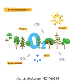 Illustration of photosynthesis - infographics of the photosynthesis process. Infographics in flat style.