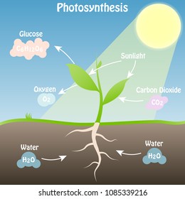 Illustration of the photosynthesis scheme