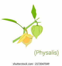 ilustración de la fruta fisalis en un árbol
