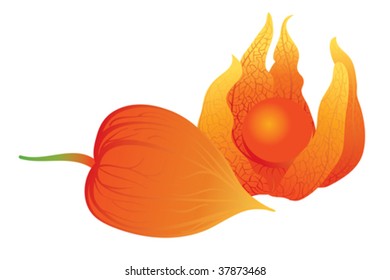 illustration of a physalis on white background