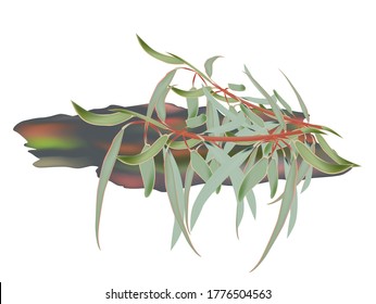 
illustration of a piece of rainbow eucalyptus bark, multi-colored bark, sprig of eucalyptus with leaves, on a white background