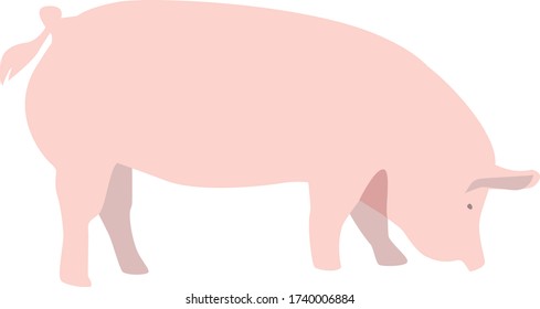 An illustration of a pig.