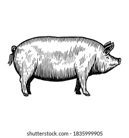 Illustration of a pig in a vintage woodcut style