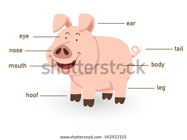 Illustration Pig Vocabulary Part Body Vector Stock Vector (Royalty Free ...