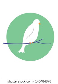 illustration pigeon