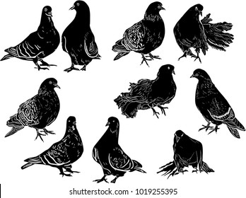 illustration with pigeon collection isolated on white background