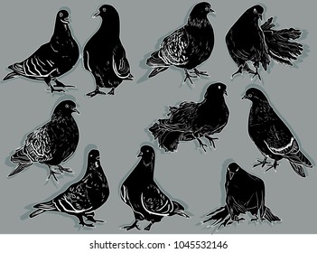 illustration with pigeon collection isolated on grey background