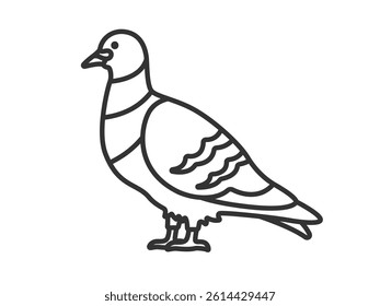 Illustration of a pigeon (line drawing).