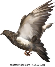 illustration with pigeon on white background