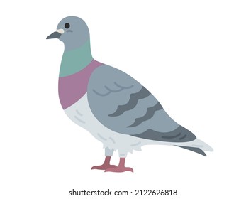 Illustration of a pigeon seen from the side.