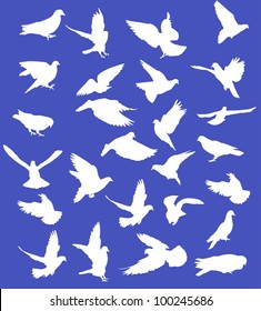 illustration with pigeon silhouettes isolated on blue background