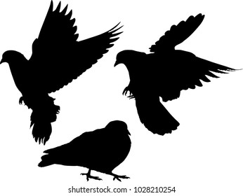 illustration with pigeon silhouettes isolated on white background