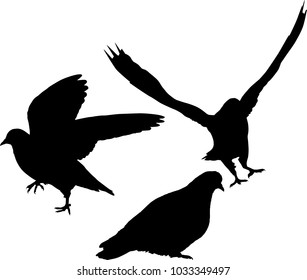 illustration with pigeon silhouettes isolated on white background