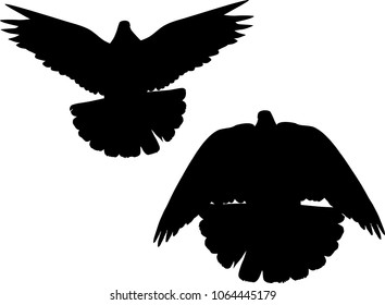 illustration with pigeon silhouettes isolated on white background