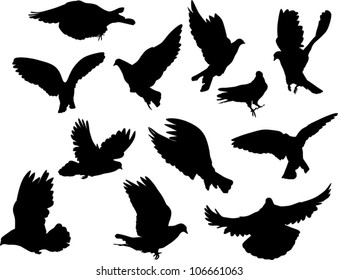 illustration with pigeon silhouettes isolated on white background