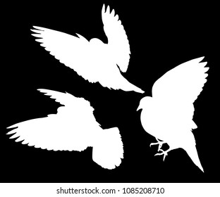 illustration with pigeon silhouettes isolated on black background