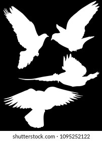 illustration with pigeon silhouettes isolated on black background