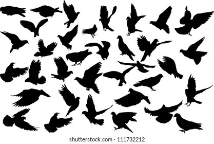 illustration with pigeon silhouettes isolated on white background