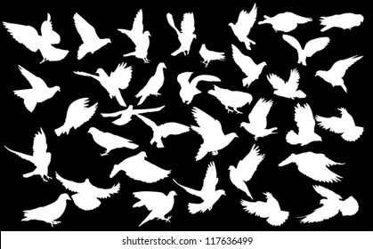 319 White Pigeon Flying With Envelope Images, Stock Photos & Vectors ...