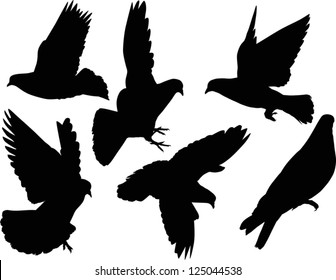 illustration with pigeon silhouettes isolated on white background