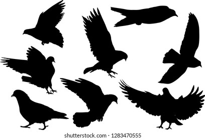 illustration with pigeon silhouettes isolated on white background
