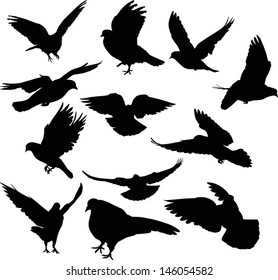 illustration with pigeon silhouettes isolated on white background