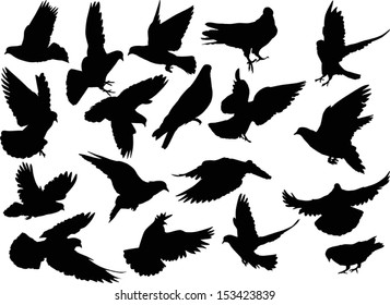 illustration with pigeon silhouettes isolated on white background