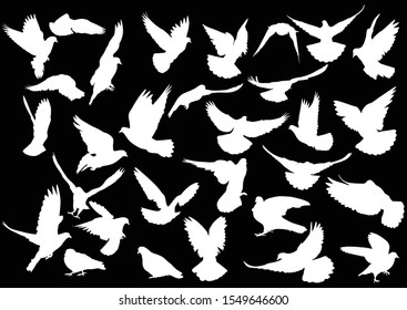 illustration with pigeon silhouettes isolated on black background