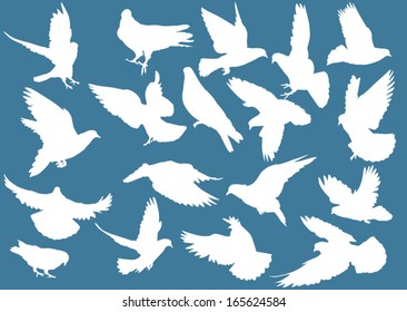 illustration with pigeon silhouettes isolated on blue background