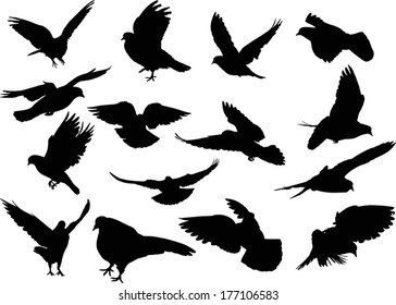 illustration with pigeon silhouettes isolated on white background